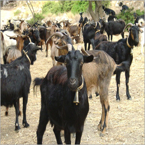 Goat Farming