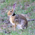 Rabbit Farming