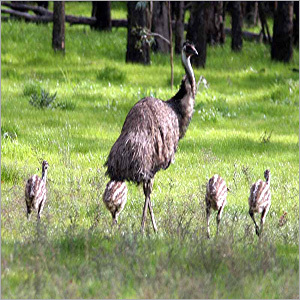Emu Birds