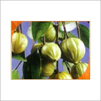 Garcinia Cambogia