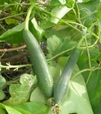 Gourd Seed