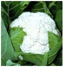Cauliflower Seeds