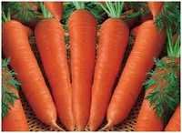Hybride Carrot Seeds