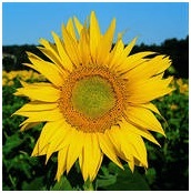 Sun Flower Seed