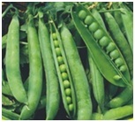 Green Pea Seeds