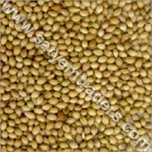 Coriander Seed