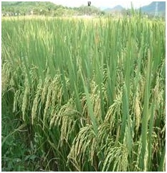 Basmati Paddy Seeds