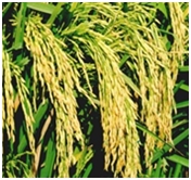 Hybrid Paddy Seeds