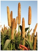 Bajra Hybrid Seeds