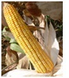 Maize Seeds