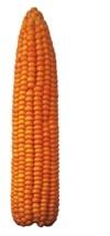 Maize Grains