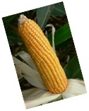 Hybrid Maize Seeds