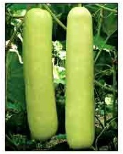 Bottle Gourd Seeds