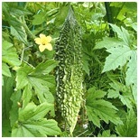 Hybrid Bitter Gourd