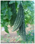 Bitter Gourd Seeds