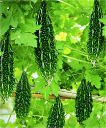 Bitter Gourd ( Sheetal )
