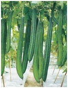 Hybrid Bottle Gourd Seeds