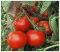 Hybrid Tomato Seeds