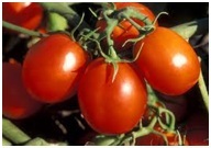 Tomato Seeds Sprouting