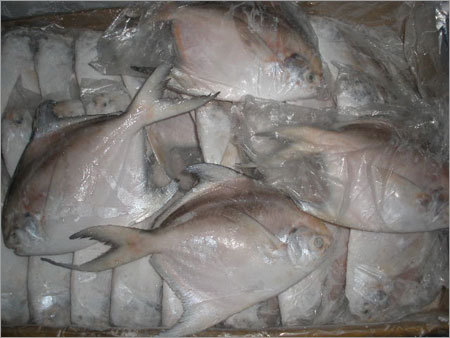 Silver Pomfret Fish