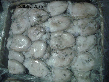 Whole Cuttlefish