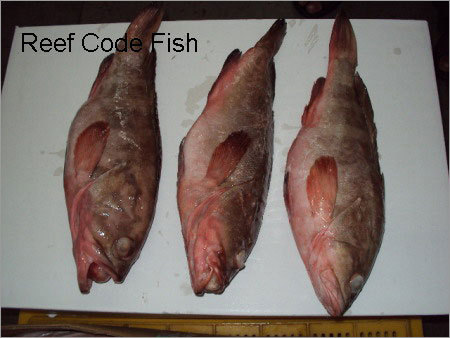 Reef Cod Fish