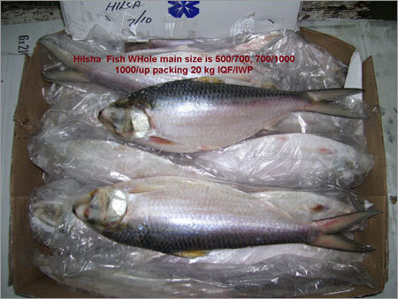 Hilsa Fish Whole