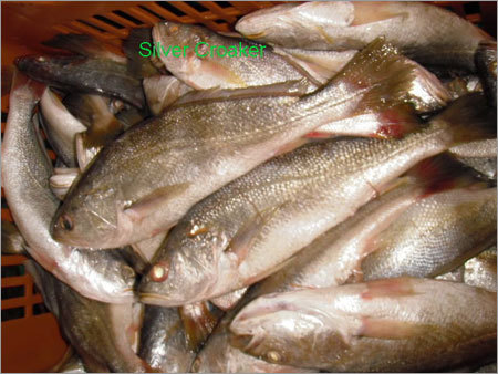 Silver Croaker Fish