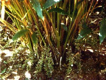Cardamom Plant
