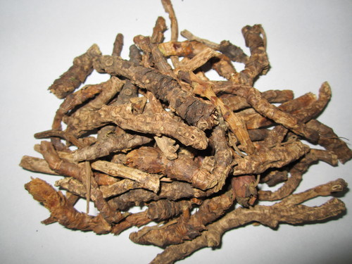 Picrorhiza sps - Kutki
