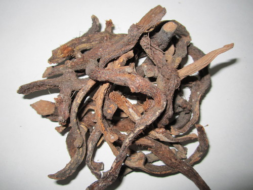 Polypodium vulgare - Bisfaiz