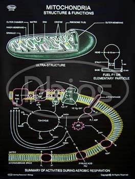 Fabric Black Rexine Chart