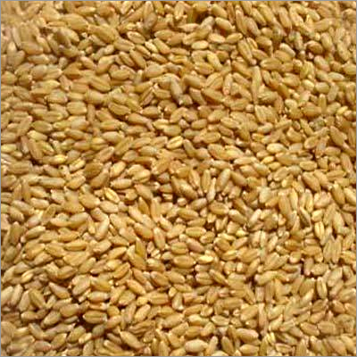 Wheat Wheat