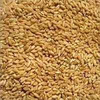 Wheat Grain