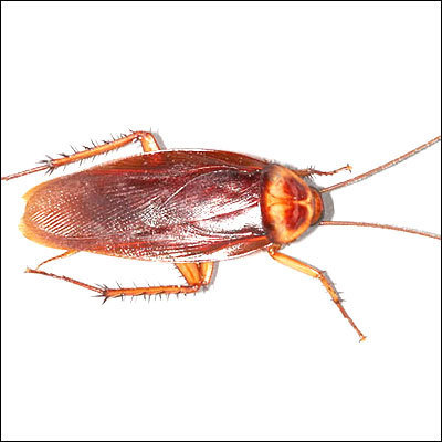 Cockroach Treatment