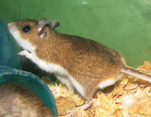 Rodent Control