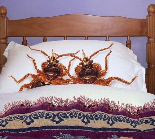 Bed Bugs Treatment