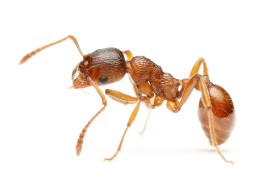 Ant Treatment