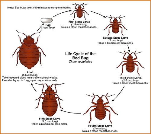 Wood Bug Treatment