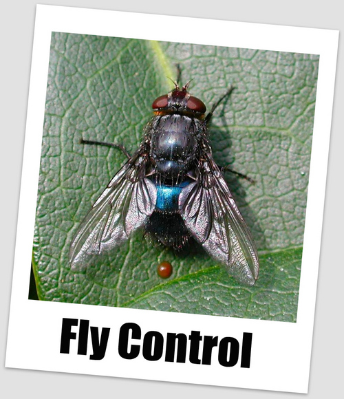 Fly Control