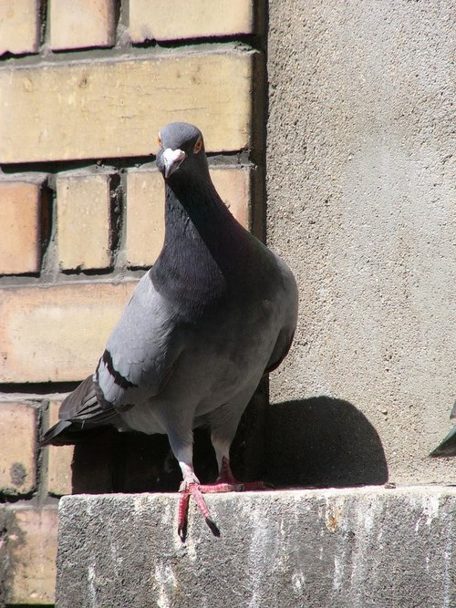 Bird Control Treatment
