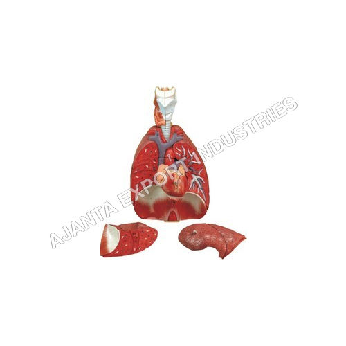  Heart & Lungs Model - 4 Parts