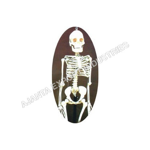 Human Skeleton Model