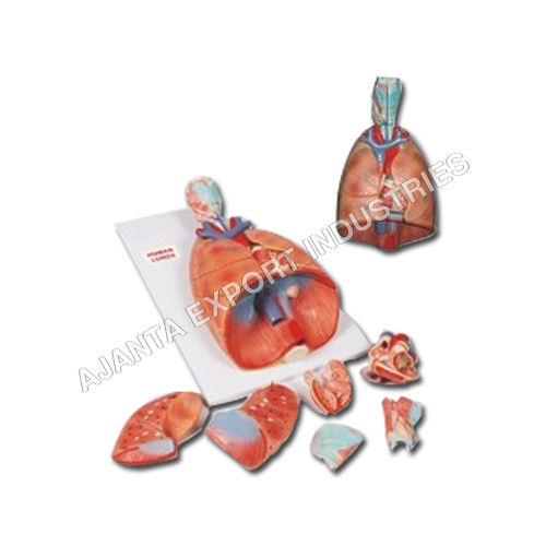 Heart & Lungs Model-7 Parts