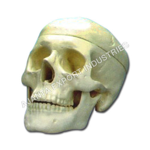 Human Skull Model - 2 Parts