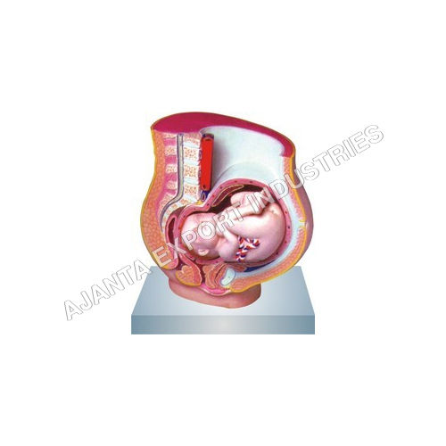 Pregnancy Pelvis With Baby