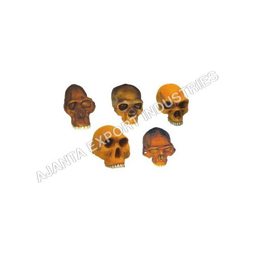 Prehistoric Man Skulls - Set Of 6