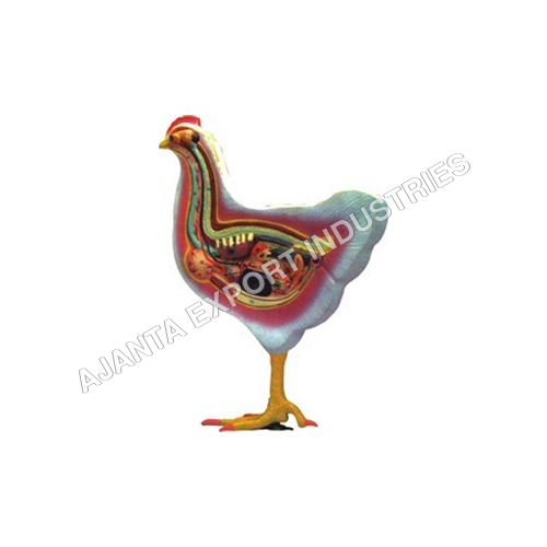  Bird Dissection-Domestic Hen