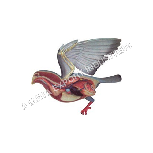  Bird Dissection- Pigeon