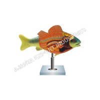 Fish Dissection Model - Pvc And Rubber Build, 500-1500 Grams Weight, Ideal For Labs And Hospitals